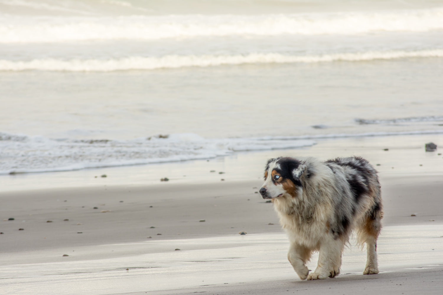 Image of dog going on a walk by the ocean after using a dog tincture made by LĒVO.