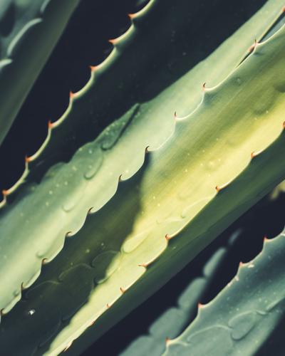 Image of aloe vera, which is used to learn how to make your own aloe vera gel with LEVO.