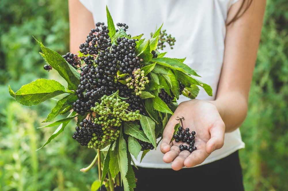 woman holding elderberries to make honey