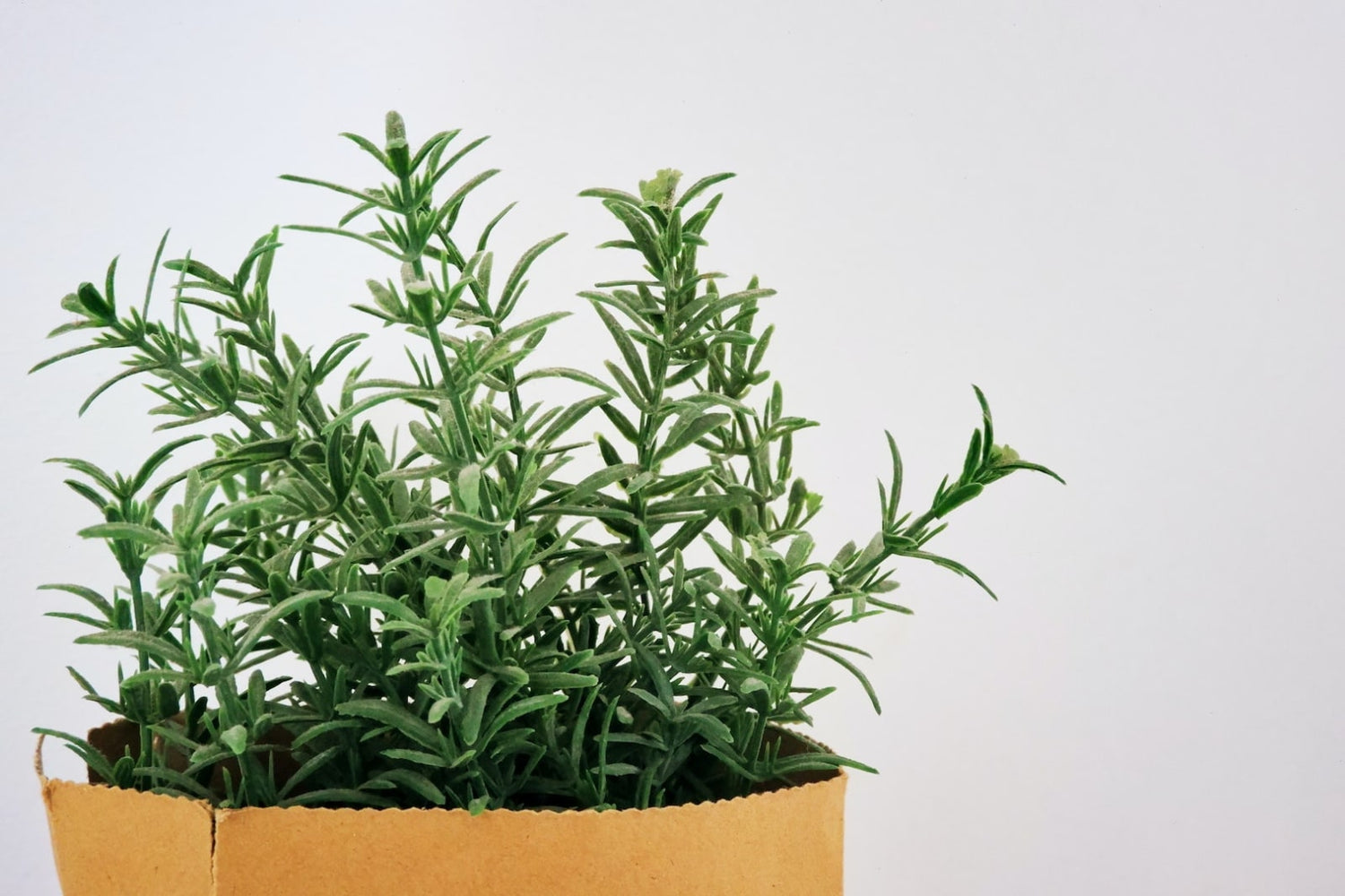 Image of rosemary used to learn how to infuse rosemary in olive oil with LĒVO.