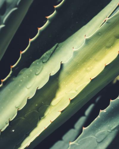 Image of aloe vera, which is used to learn how to make your own aloe vera gel with LEVO. 