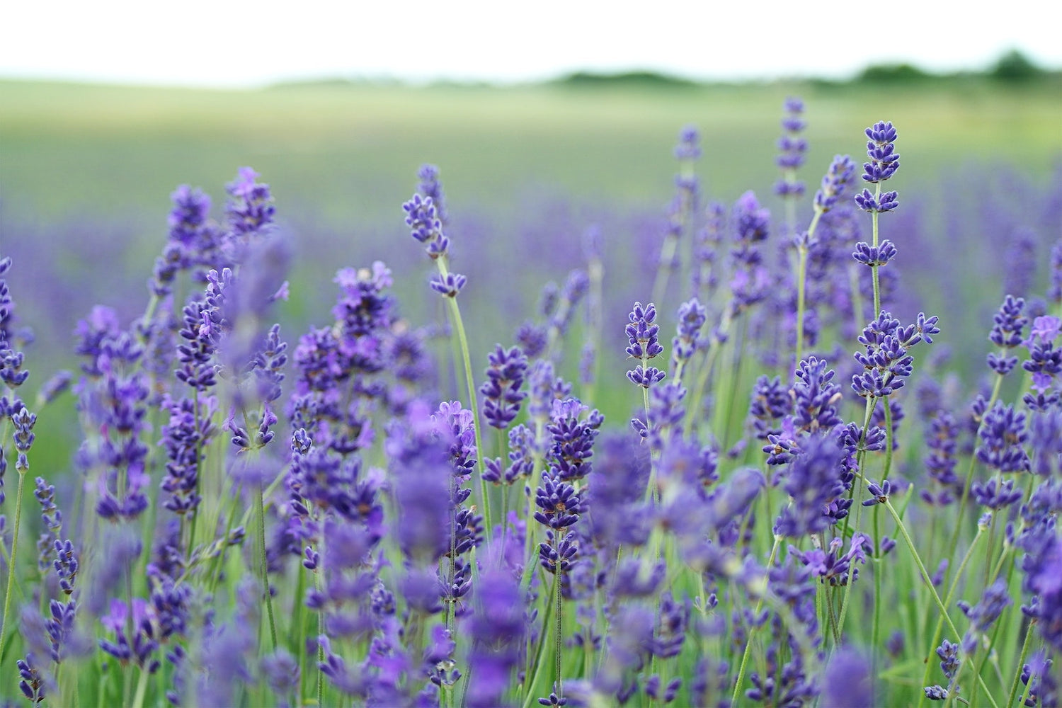 Image of lavender in a field. Read on to discover LĒVO's best lavender infusions.