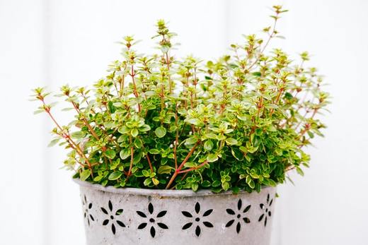 LEVO 101: why dry fresh herbs like thyme before making a recipe?